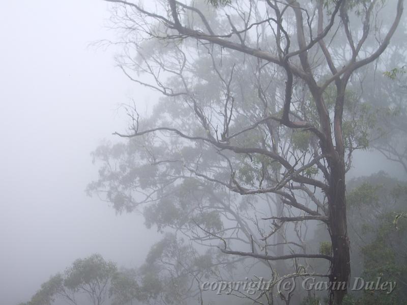 Fog, Point Lookout IMGP8771.JPG